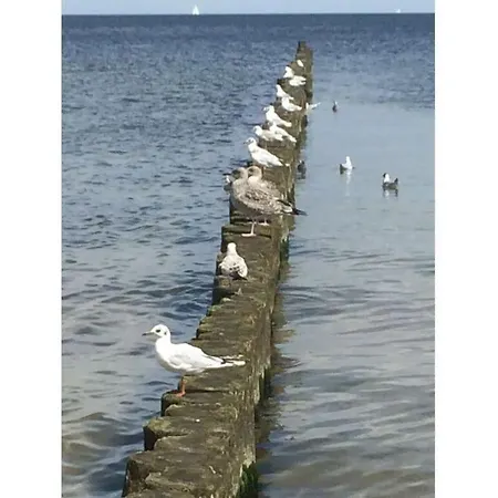 The Seagull House 